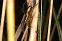 Dolomedes_fimbriatus_D8306_Z_89_Les Gris_Frankrijk
